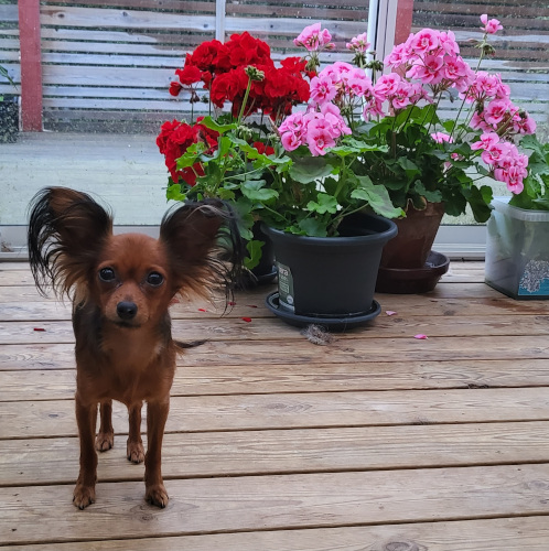 Rosie small dog and some flowers
